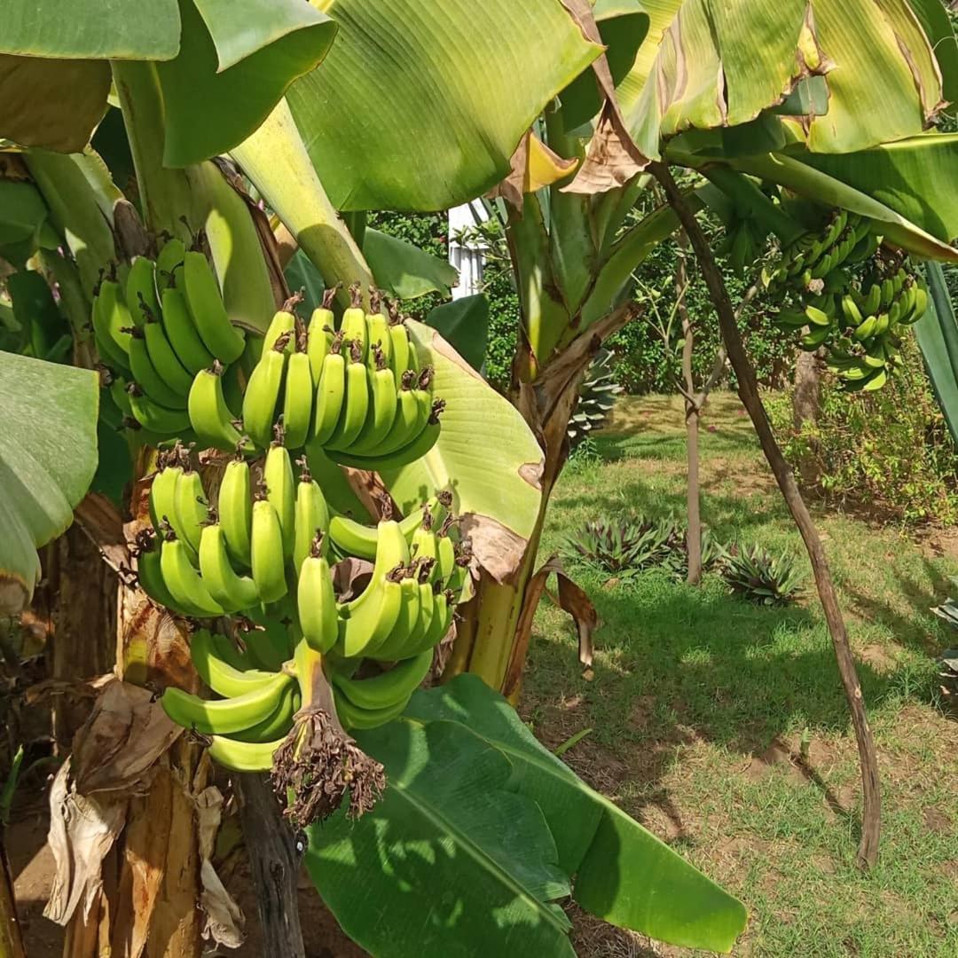 Jardin D'Afrique Otel Saly Portudal Oda fotoğraf